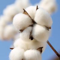 京东京造 亲亲棉花双人秋被 被芯 3100g 2x2.3m（单位：条）