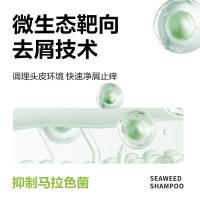 柏缇（POTE）海藻去屑止痒洗发露505ml（单位：瓶）