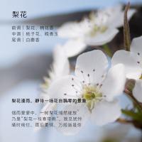 东方宝石（Tesori D’oriente） 柔情花香 修护香氛洗发水 300ml(单位：瓶)
