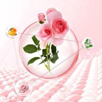 舒蕾 波卡莉香除螨除菌净护洗衣液 1.58kg（单位:瓶）