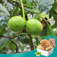 楼兰蜜语 新疆薄皮 大核桃 500g*2袋 (单位:组)