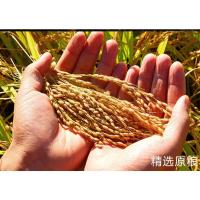 星海寻常 大米 真空包装 优质香粳米 5kg (单位:袋)