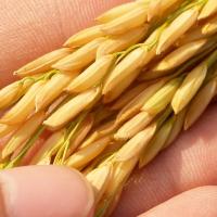 米妹妹（MIMEIMEI） 一级东北软香米 1kg 真空包装（单位：盒）