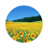 米妹妹（MIMEIMEI）  吉食送福葵花籽油 礼盒装 一级 744ml（248ml*3）（单位：盒）