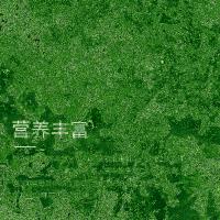 福东海（FU DONG HAI） 羽衣甘蓝 冲饮粉 新老包装随机发货 80g（5g×16条） （单位:袋）