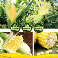 典选 北大荒商贸集团 非转基因压榨一级 胚芽 玉米油  1.8L （单位:桶）