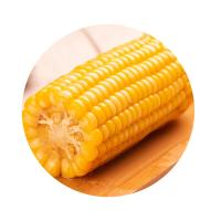 米妹妹（MIMEIMEI） 五常 鲜玉米礼盒 220g/穗 8穗/盒(单位：盒) 真空包装