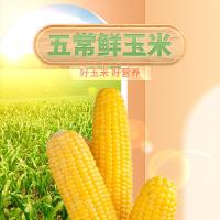 米妹妹（MIMEIMEI） 五常 鲜玉米礼盒 220g/穗 8穗/盒(单位：盒) 真空包装