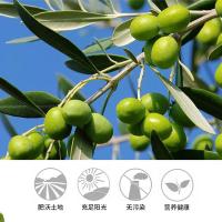 明轩 葵花橄榄香型 食用植物调和油 4L (单位:桶)