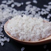 十月稻田（SHI YUE DAO TIAN） 磨米世家 东北大米 真空包装 500g（单位：袋）