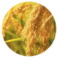 米妹妹（MIMEIMEI）五常粥米 300g (单位：袋）真空包装
