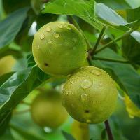 松鲜鲜 松茸 味极鲜(酿造酱油) 500ml*2 (单位: 组)