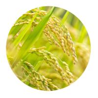 米妹妹（MIMEIMEI） 五常大米礼盒 1kg/小盒 5小盒/盒 真空包装（单位：盒）