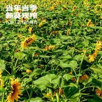 米妹妹 有龙则灵 一级 葵花籽油 418ml 40盒/箱 (单位:盒)