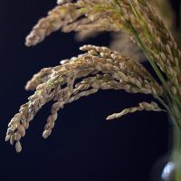 晚优 真空包装 丝苗香米籼米 5kg (单位:袋)