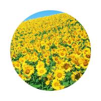 米妹妹（MIMEIMEI） 葵花籽油一级 1.8L（单位：瓶）