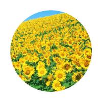 米妹妹（MIMEIMEI）精选葵花籽油 1.8L (单位：桶）