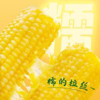 十月稻田（SHI YUE DAO TIAN）黄糯玉米1.76kg 220g*8根（单位：袋）