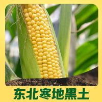 十月稻田（SHI YUE DAO TIAN）黄糯玉米1.76kg 220g*8根（单位：袋）