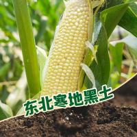 十月稻田（SHI YUE DAO TIAN）白糯玉米2.08kg 260g*8根（单位：袋）新老包装随机