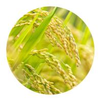 米妹妹（MIMEIMEI） 福龙到碱康稻 1kg/袋 真空包装 （单位：袋）
