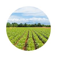 米妹妹（MIMEIMEI） 非转基因 大豆油 4L（单位：桶）