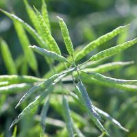 金健 浓香菜籽油 非转基因  物理压榨 4L (单位:桶)