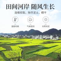 方家铺子 蒲公英茶 罐装 100g (单位:罐)