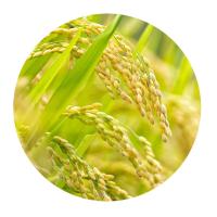 米妹妹（MIMEIMEI) 黑龙江大米 遇稻锦礼 1kg （单位：袋） 真空包装
