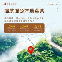 茶马世家 张家界 芽尖莓茶 80g/罐 2罐/盒(单位：盒)