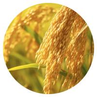米妹妹（MIMEIMEI） 五常 粥米 300g(单位：袋) 真空包装