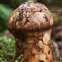 松鲜鲜 金标松茸 一品鲜(松茸调味汁) 580*2瓶 (单位: 组)