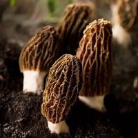 田知府 大菌大福 特级羊肚菌 100g 礼盒装 (单位:盒)